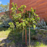 Marina Strawberry Tree