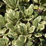 Variegated Mock Orange - C&J Gardening Center