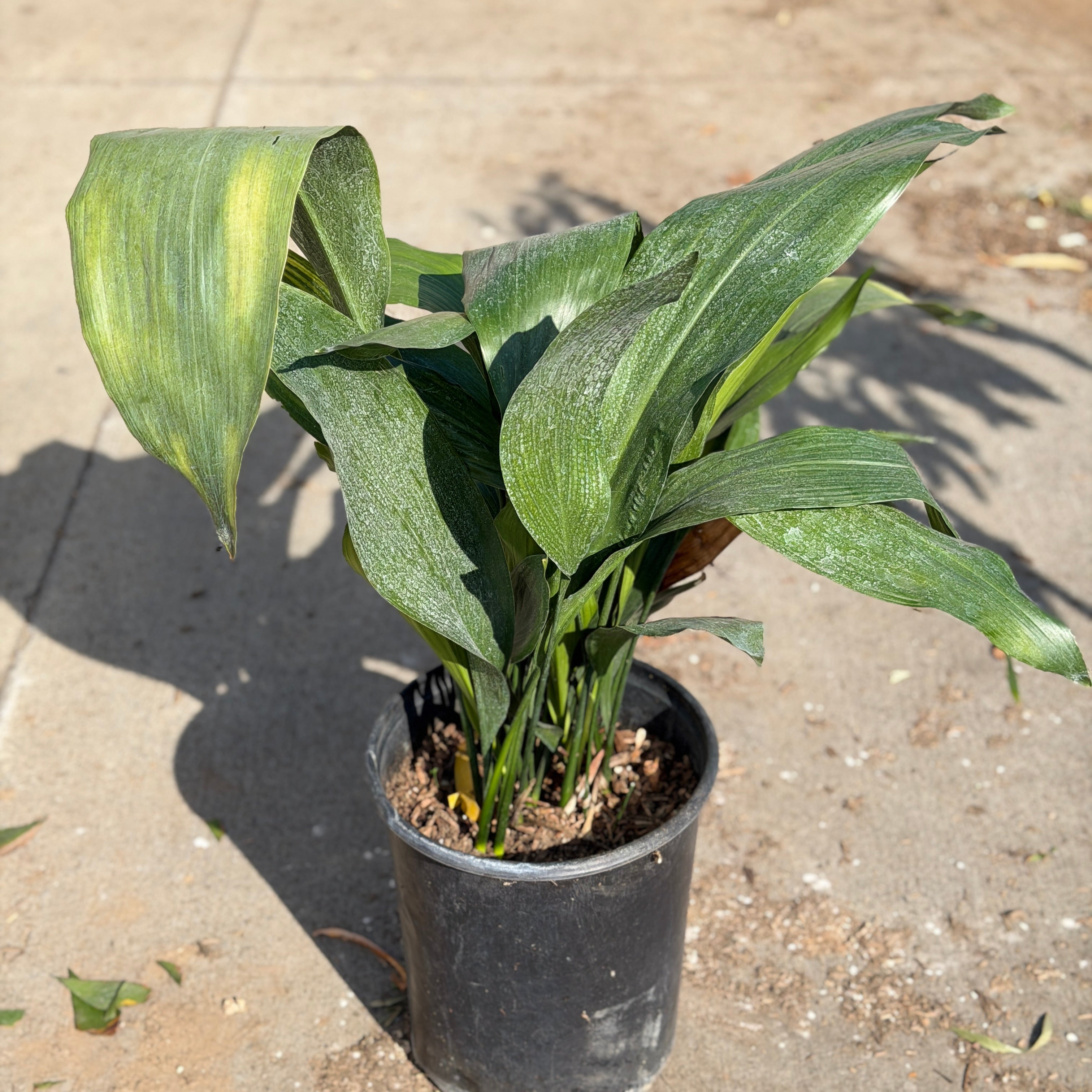 Cast Iron Plant Hedge Shrub
