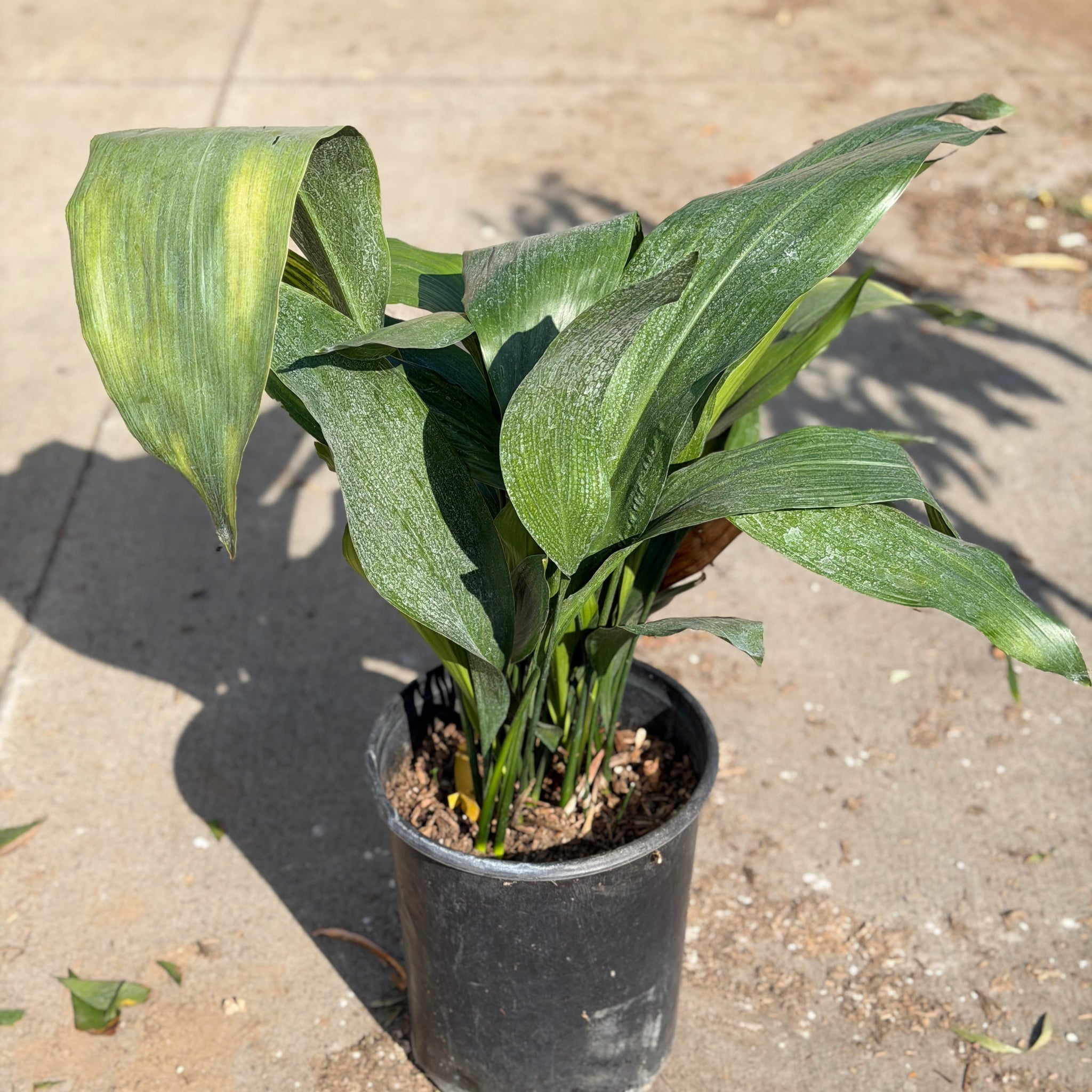 casting plants Cast Iron Plant Hedge Shrub