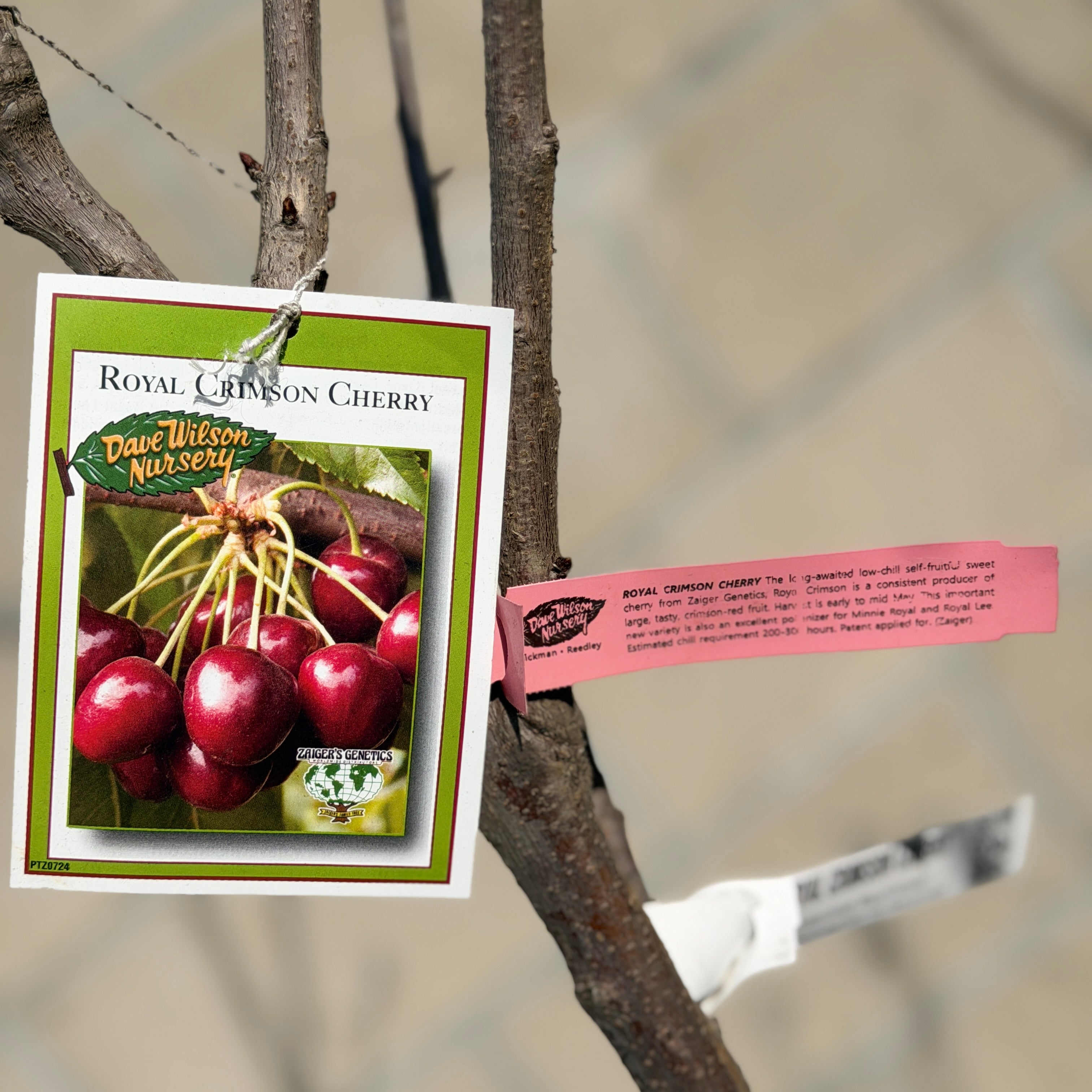Royal Crimson Cherry | C&J Gardening Center