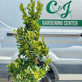 Japanese Blueberry Tree