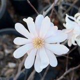 Royal Star Magnolia