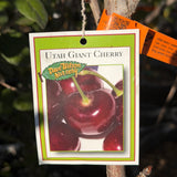 Utah Giant Cherry