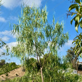 Australian Willow