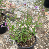 Verbena Lollipop Brazilian Vervain - C&J Gardening Center