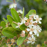 Santa Cruz Firethorn - C&J Gardening Center