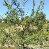 Desert Museum Palo Verde - C&J Gardening Center