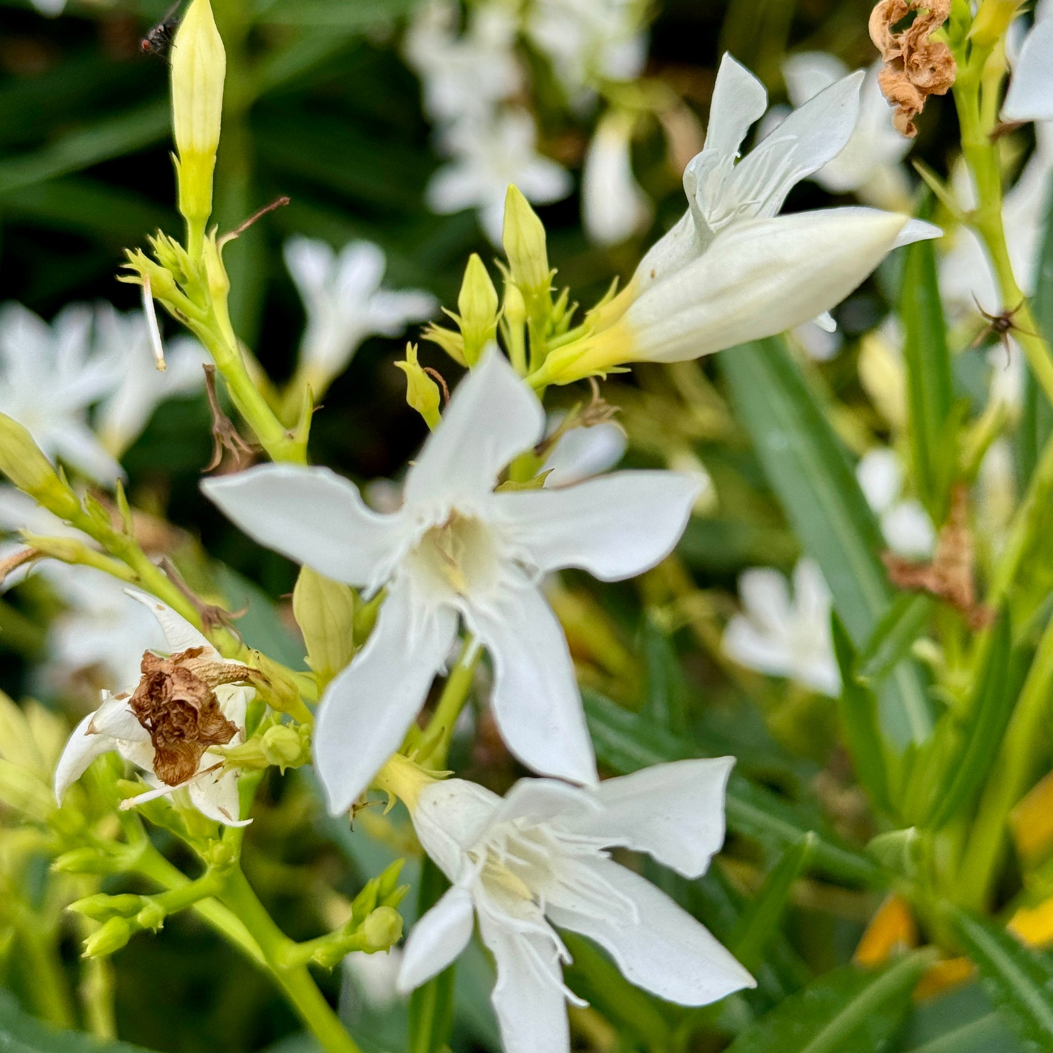 fertilizer for oleander plants White Oleander Flower Shrub