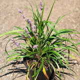 Blue Lily Turf - C&J Gardening Center