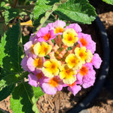 Confetti Lantana - C&J Gardening Center