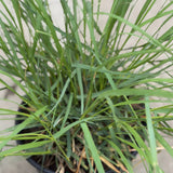 Deer Grass - C&J Gardening Center