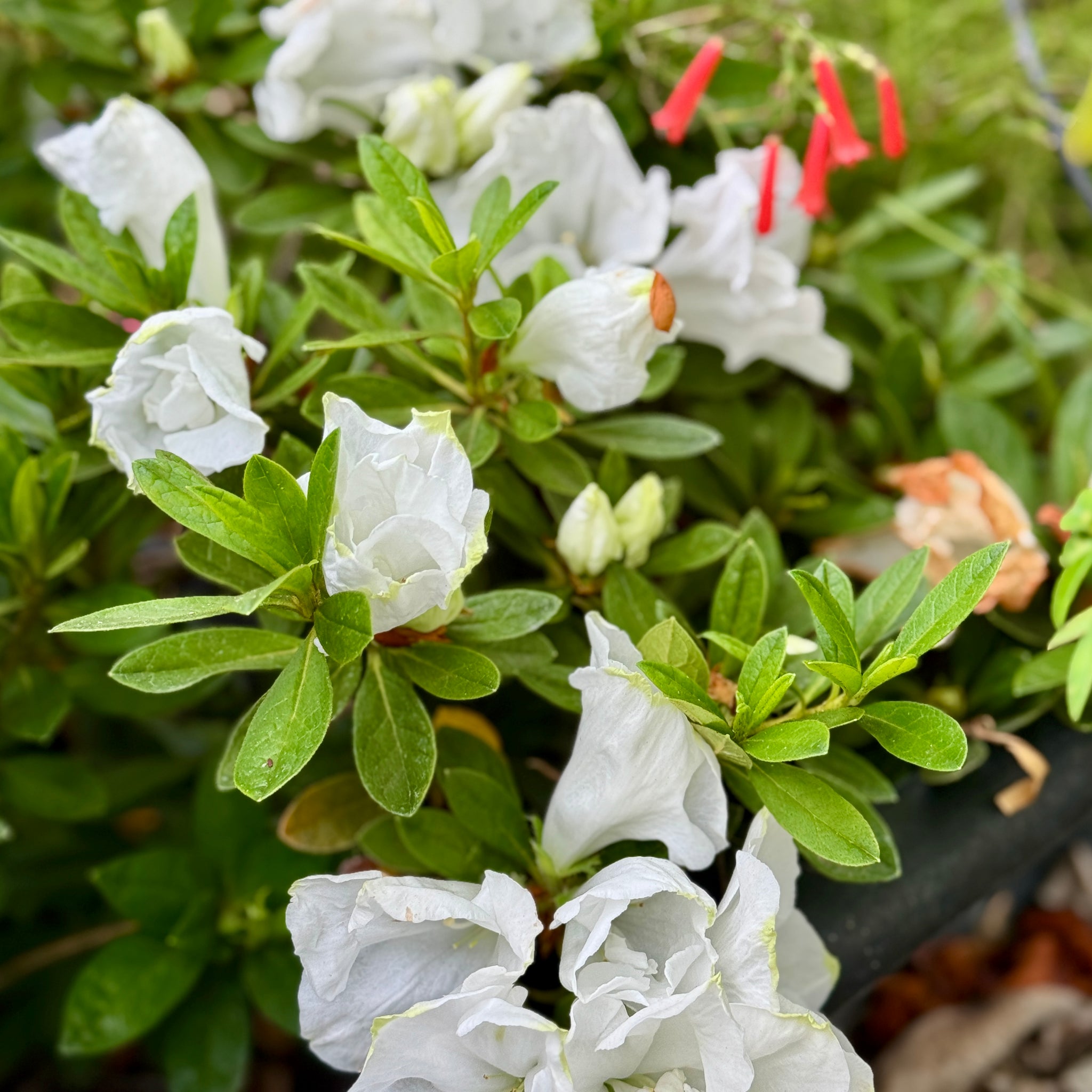 White Azalea | C&J Gardening Center