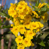 Yellow Trumpet Flower