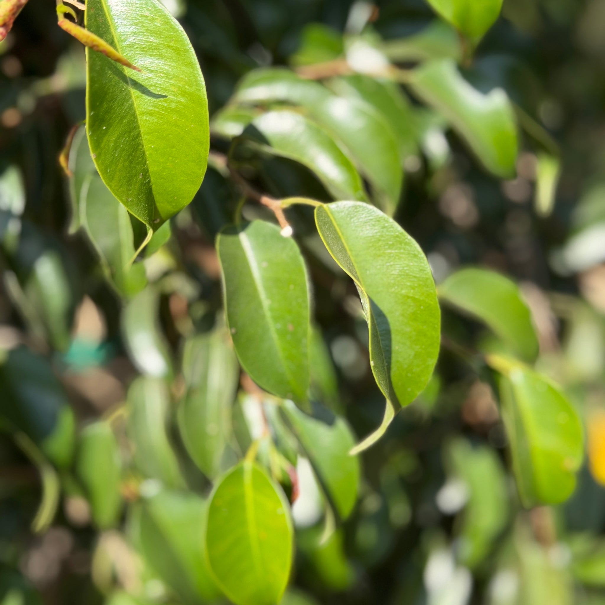 weeping fig indoor plant for sale Weeping Fig - Ficus benjamina General Tree - 15 Gallon ( 4