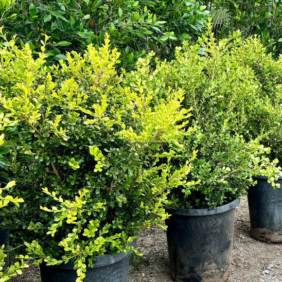 Japanese Boxwood