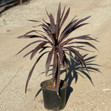 Red Star Dracaena