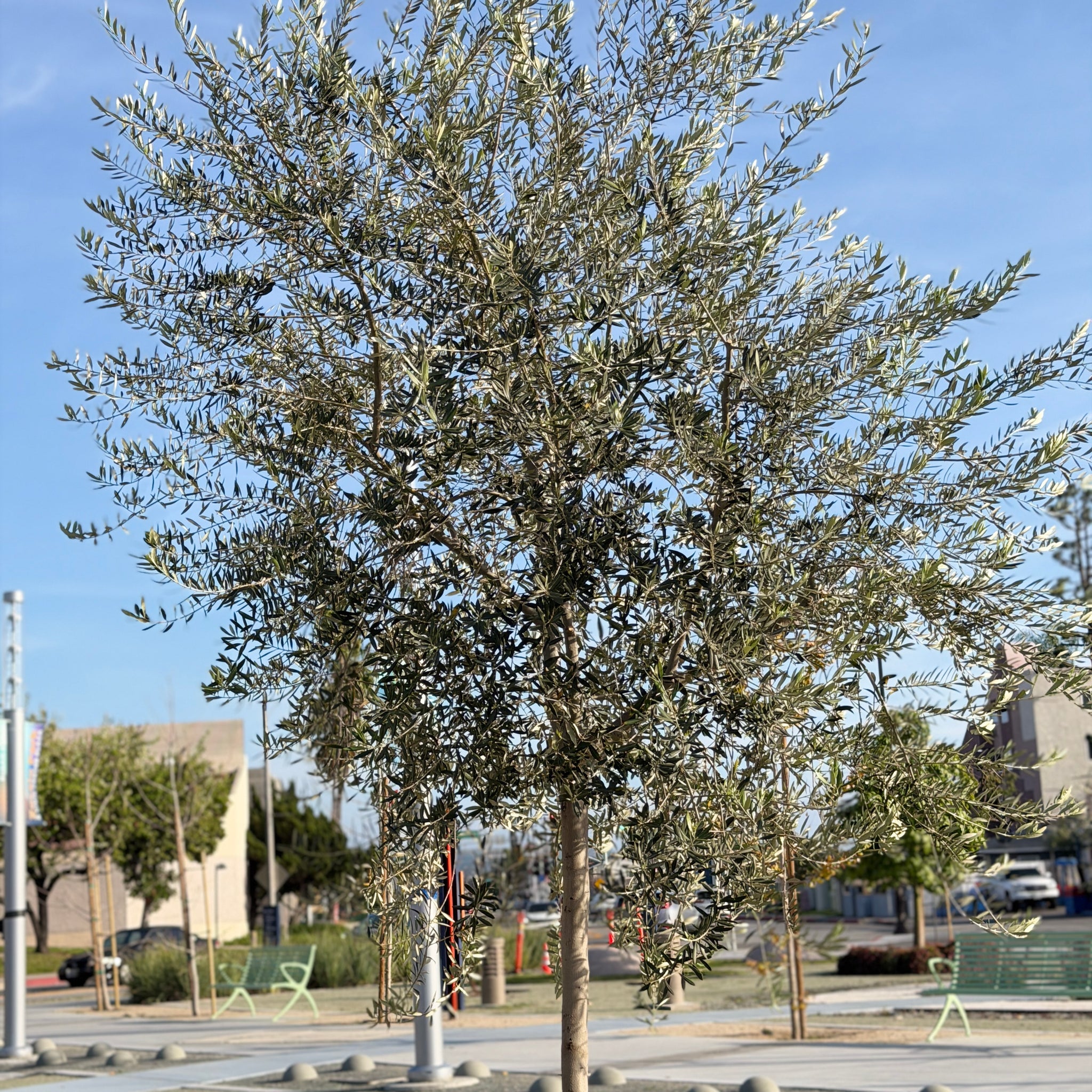 Fruitless Olive Tree Standard | C&J Gardening Center