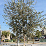 Fruitless Olive Tree - Standard Trunk