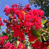Red Crape Myrtle