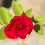 Mister Lincoln Red Rose Shrub