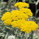 Golden Yarrow - C&J Gardening Center