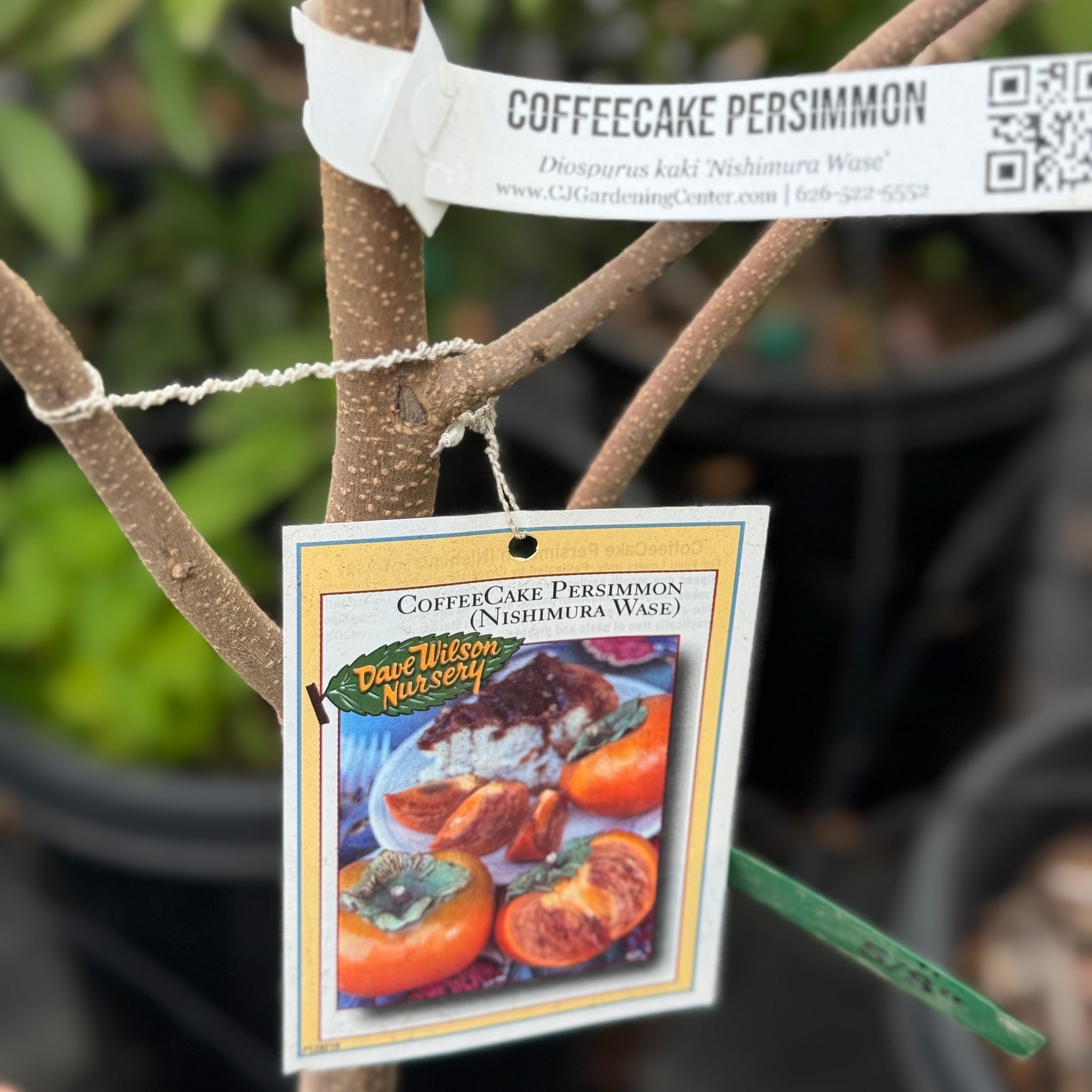 Coffeecake Persimmon | C&J Gardening Center