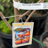 Coffeecake Persimmon