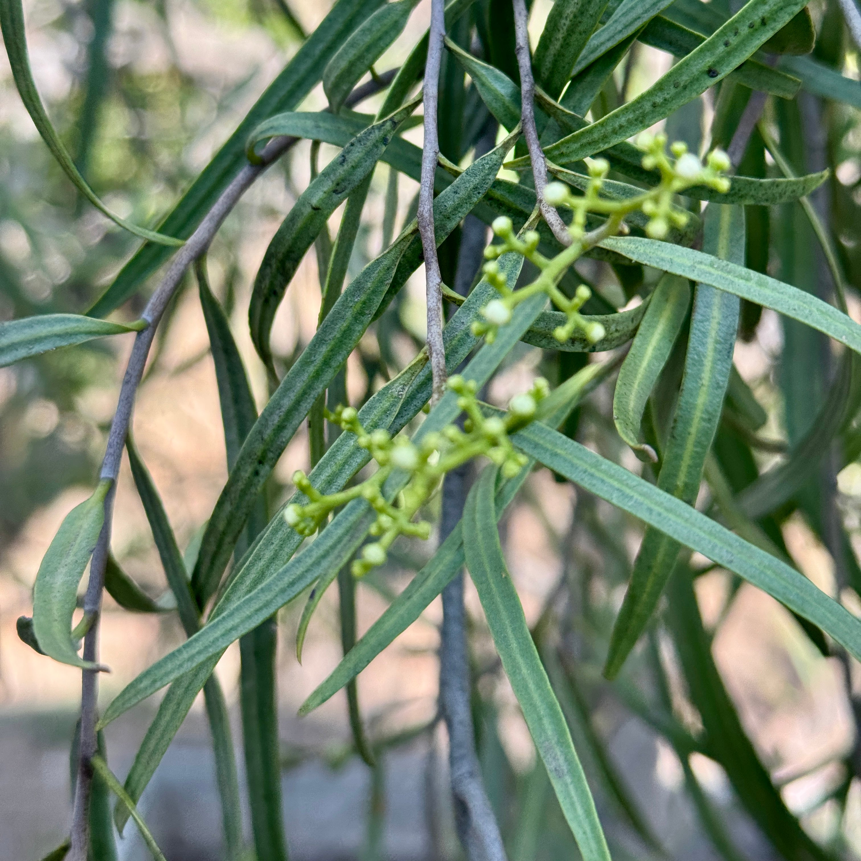 アウガルテン　Willow Australian Willow | C&J Gardening Center