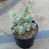 Silver Lupine - C&J Gardening Center