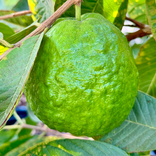 thumbnail image 2 of Rare Giant Guava Fruit Tree Seeds - 10 Fresh Seeds From USA Seller 2 of 6