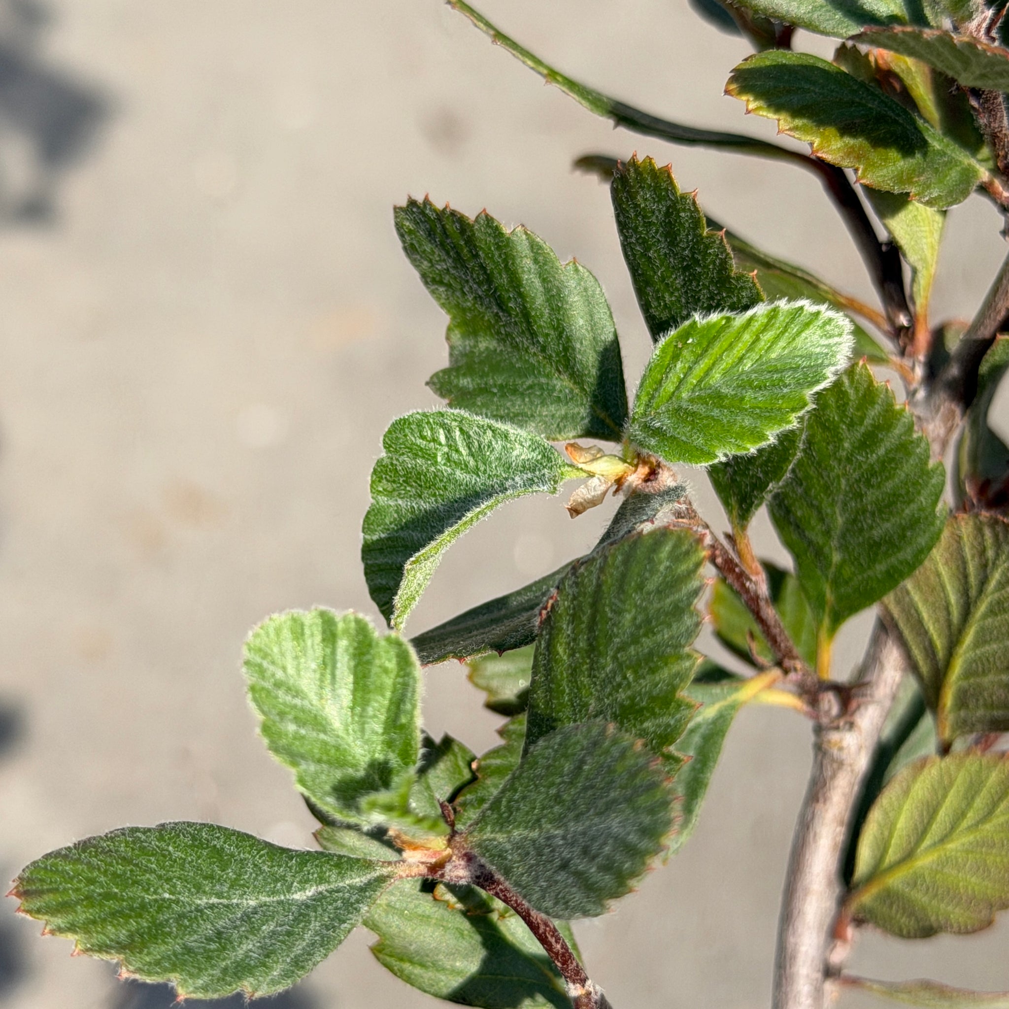 Mountain Mahogany