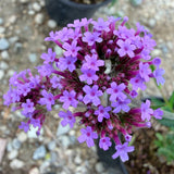 Verbena Lollipop Brazilian Vervain - C&J Gardening Center
