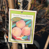 Desert Gold Yellow Peach
