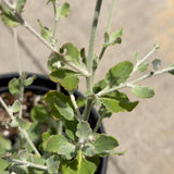 Ashyleaf Buckwheat - C&J Gardening Center