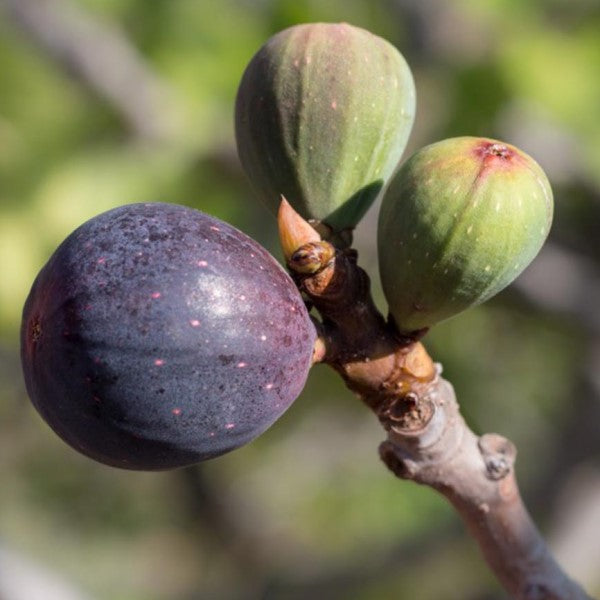 White Genoa Fig | C&J Gardening Center