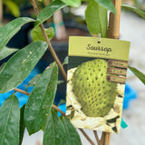 Soursop - C&J Gardening Center