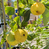 20th Century Nijisseiki Asian Pear - C&J Gardening Center