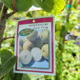 20th Century Nijisseiki Asian Pear - C&J Gardening Center