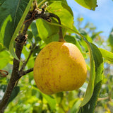 20th Century Nijisseiki Asian Pear - C&J Gardening Center