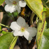 20th Century Nijisseiki Asian Pear - C&J Gardening Center
