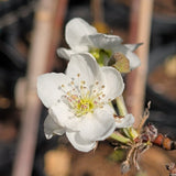 20th Century Nijisseiki Asian Pear - C&J Gardening Center