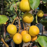 20th Century Nijisseiki Asian Pear - C&J Gardening Center