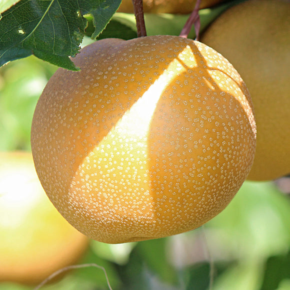 20th Century Nijisseiki Asian Pear