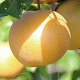 20th Century Nijisseiki Asian Pear