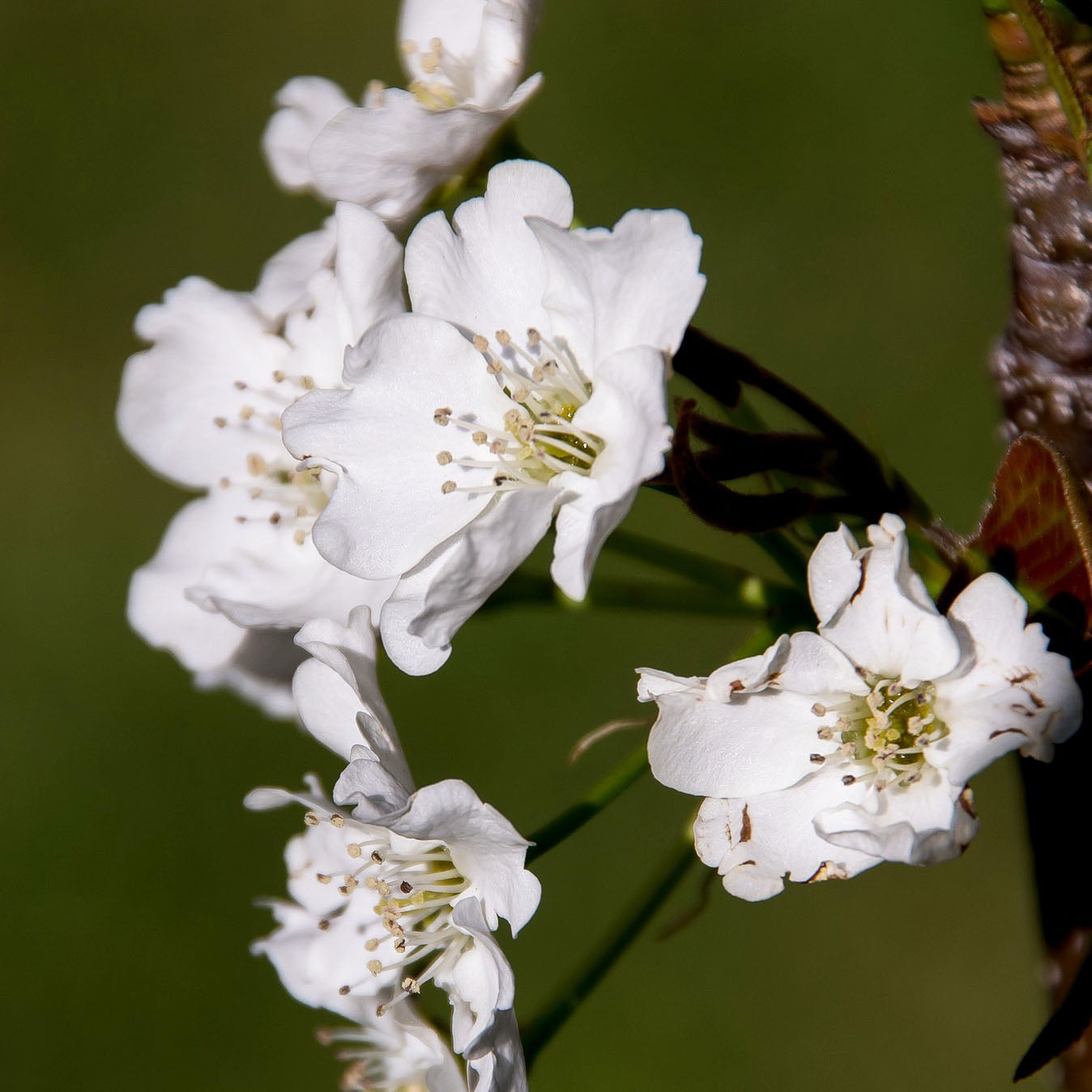 20th Century Nijisseiki Asian Pear | C&J Gardening Center