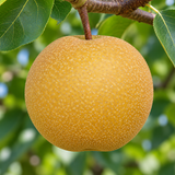 20th Century Nijisseiki Asian Pear - C&J Gardening Center