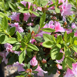 Pink Azalea