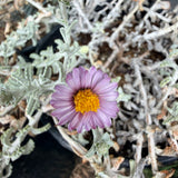 Silver Carpet Aster - C&J Gardening Center