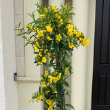 Carolina Jessamine